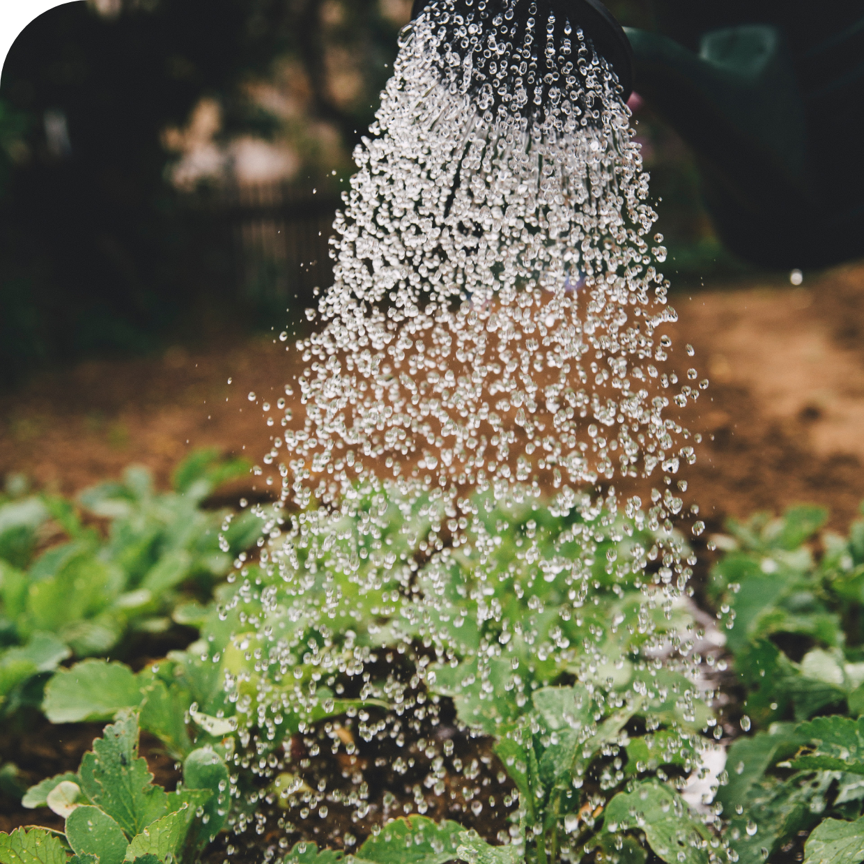 Water being poured on greens